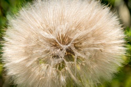 dandelion sunlight park