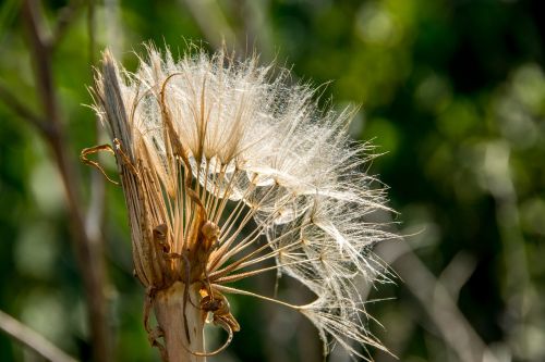 dandelion seeds sunlight