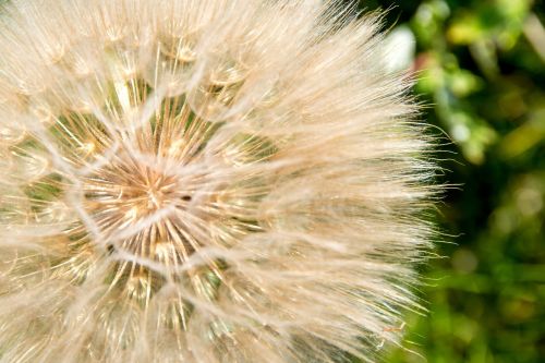 dandelion sunlight park