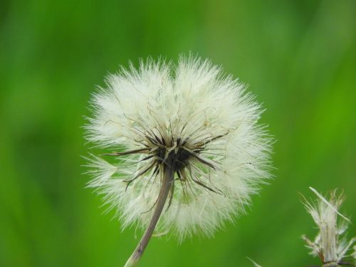 dandelion close pointed flower