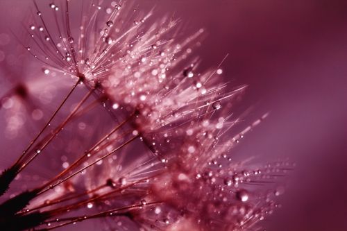 dandelion seeds pink