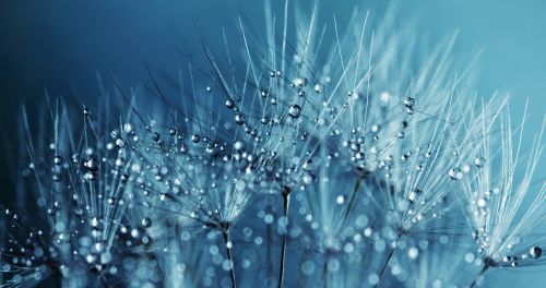 dandelion seeds flower