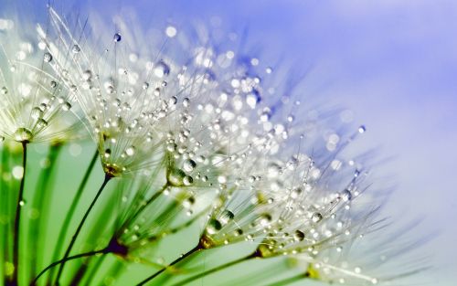 dandelion dew nature