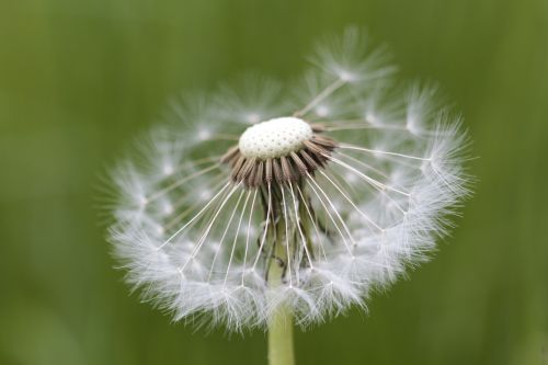 dandelion flower garden