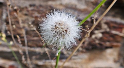 dandelion nature time