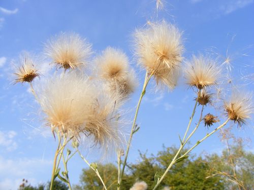 dandelion seeds floral