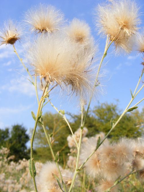 dandelion fluff seeds