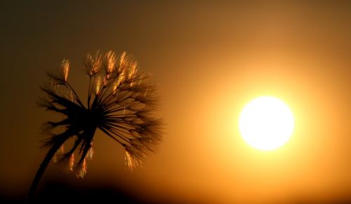 dandelion east sun