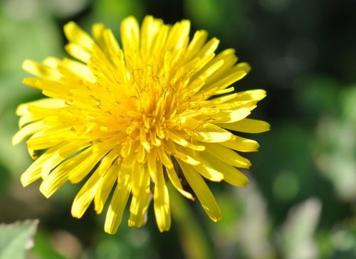 dandelion herbs flower