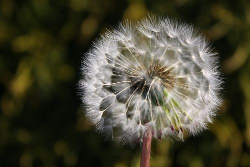 dandelion wish flower
