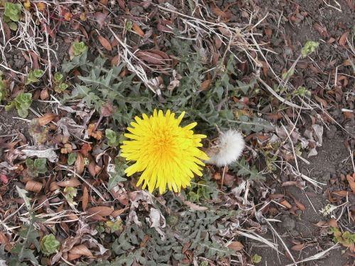 dandelion flowers yellow