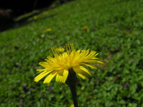 dandelion flower yellow