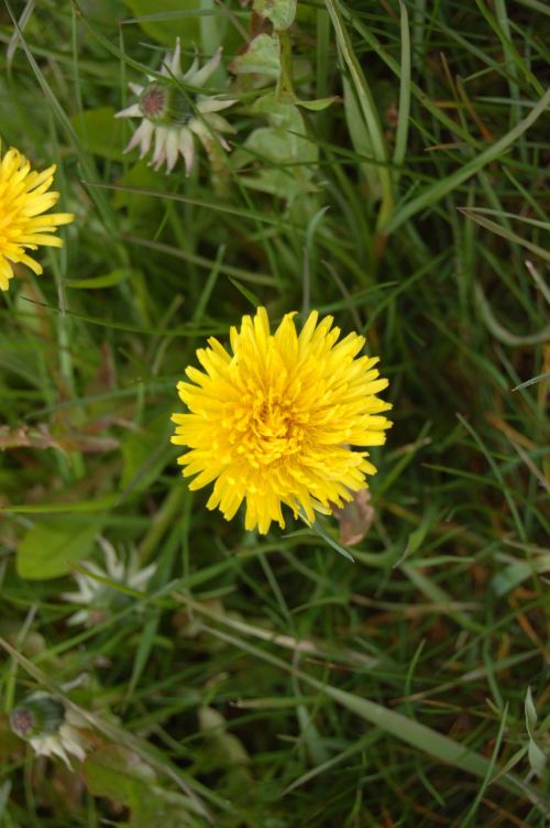 dandelion flower bloom