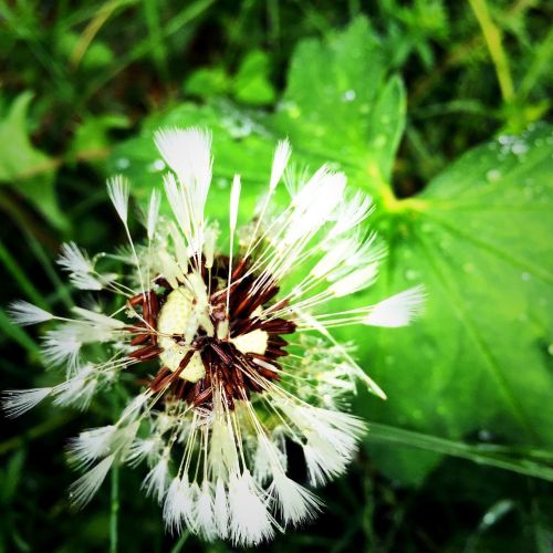 dandelion flower beautiful