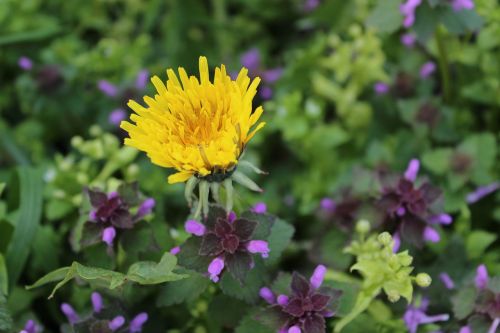 dandelion flower spring