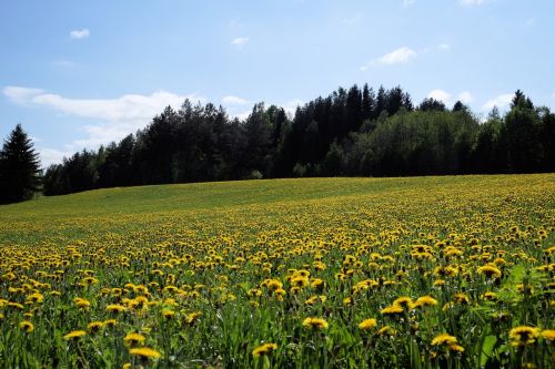 dandelion field landscape photo