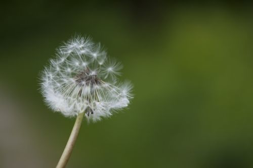 dandelion plant flower