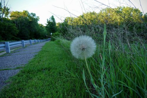 dandelion trail path