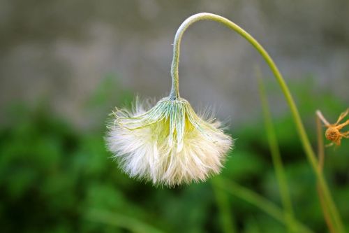 dandelion flower garden