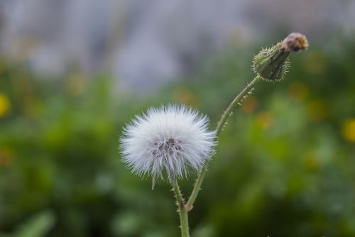 dandelion dwarf nature plant