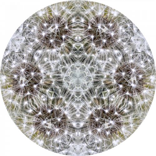 Dandelion In A Kaleidoscope
