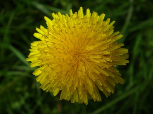 dandelion taraxacum officinale nature