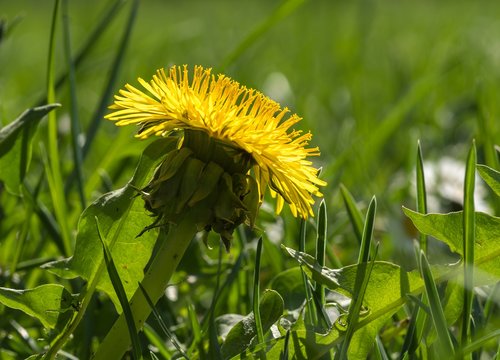 dandelion in the grass  yellow flower  grass