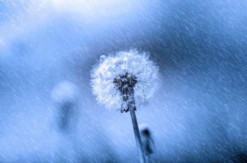 Dandelion In The Rain