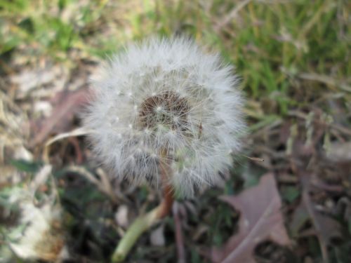 Dandelion Macro 8