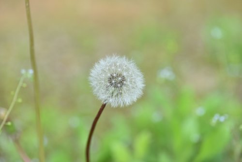 dandelion mr hall  mr hall  seeds