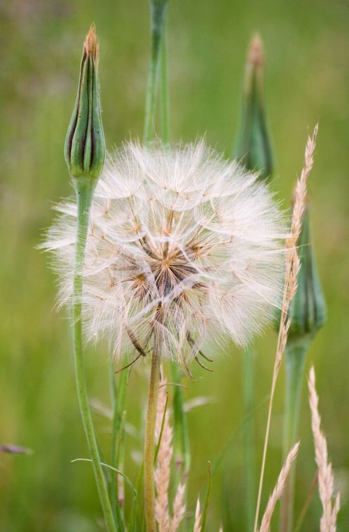 Dandelion Puff Flower