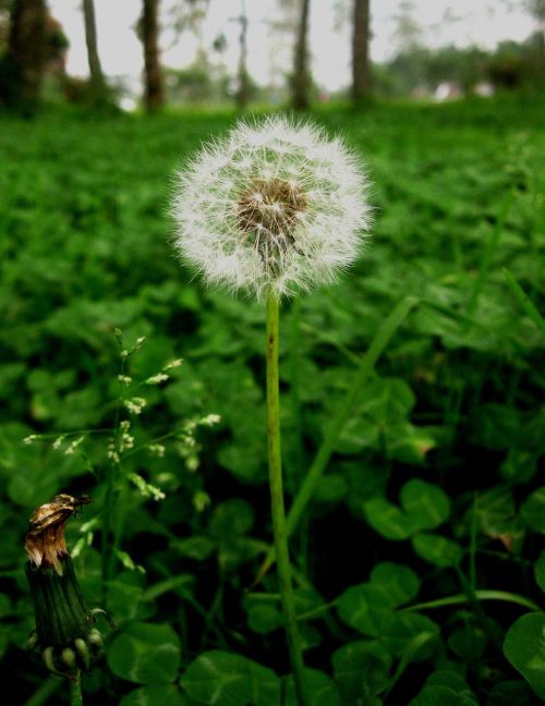 dandelion seed wild flower plant