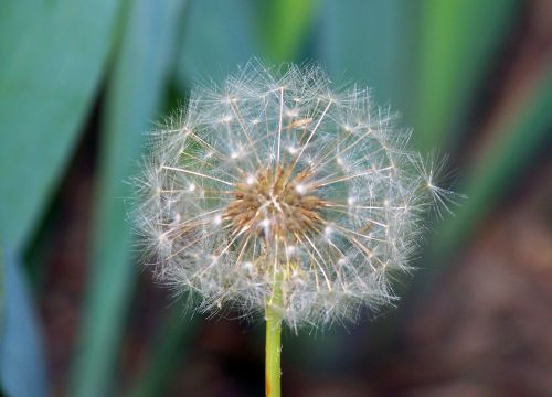 Dandelion Seeds