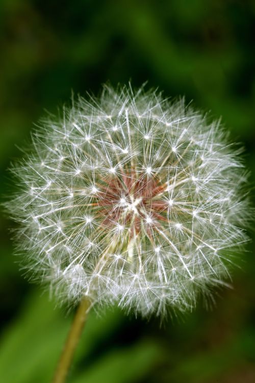 dandelion spores dandelion plants