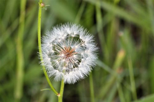 Dandelion Waiving Hello