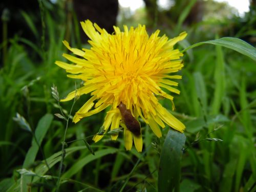 Dandelion With Slug