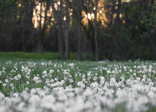dandelions white field
