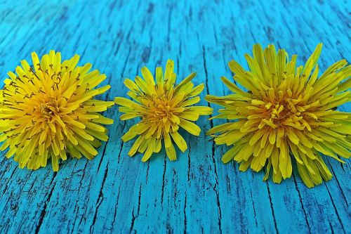 dandelions spring yellow