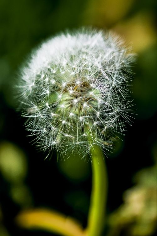 dandelion impression blur