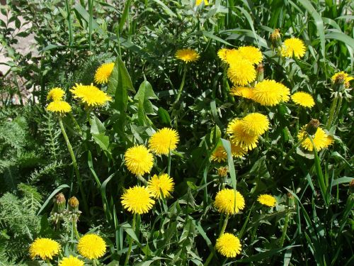 dandelions yellow flowers