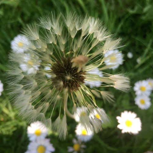 dandelions flower grass