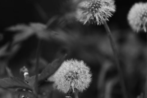 dandelions flowers spring flowers