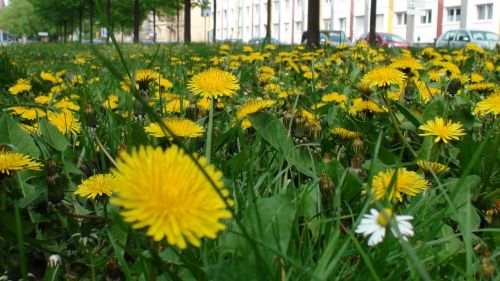 dandelions greens yellow