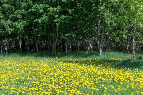 dandelions yellow trees