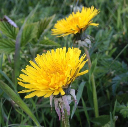 dandelions weeds natural