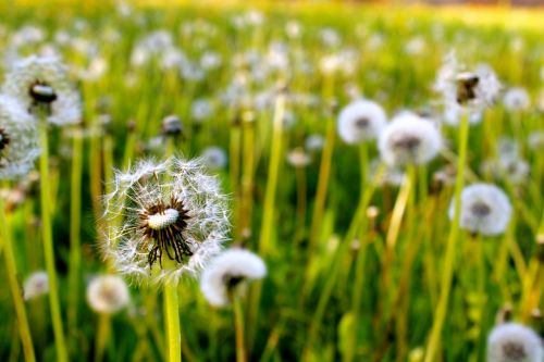 dandelions grass nature