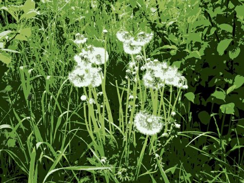 dandelions meadow green