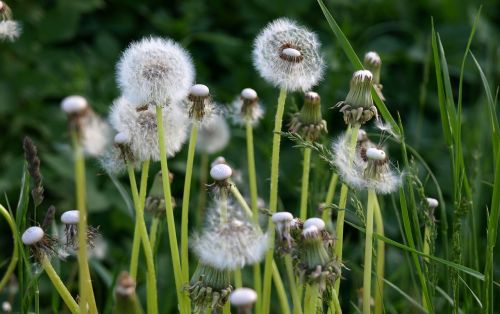 dandelions meadow flowers