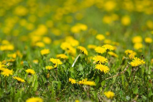 dandelions yellow nature