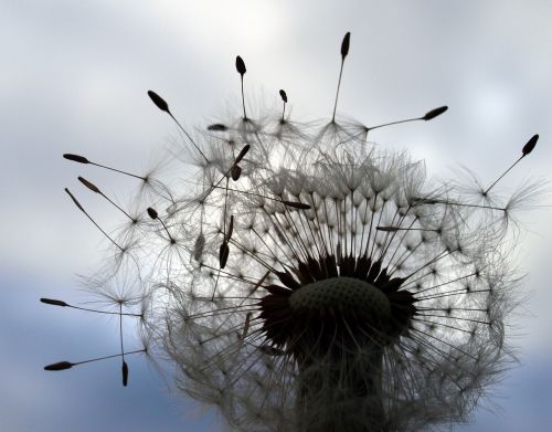 dandilion flower plant